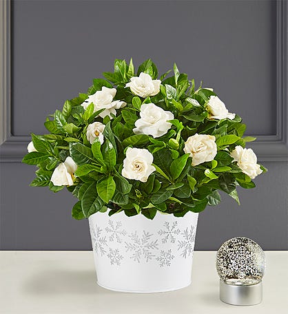 White Christmas Gardenia Plant